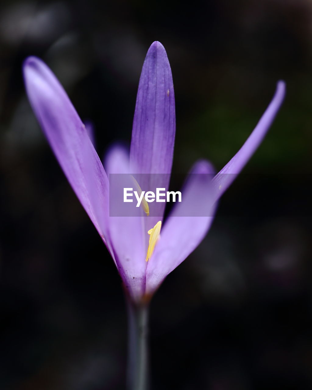 MACRO SHOT OF PURPLE FLOWER