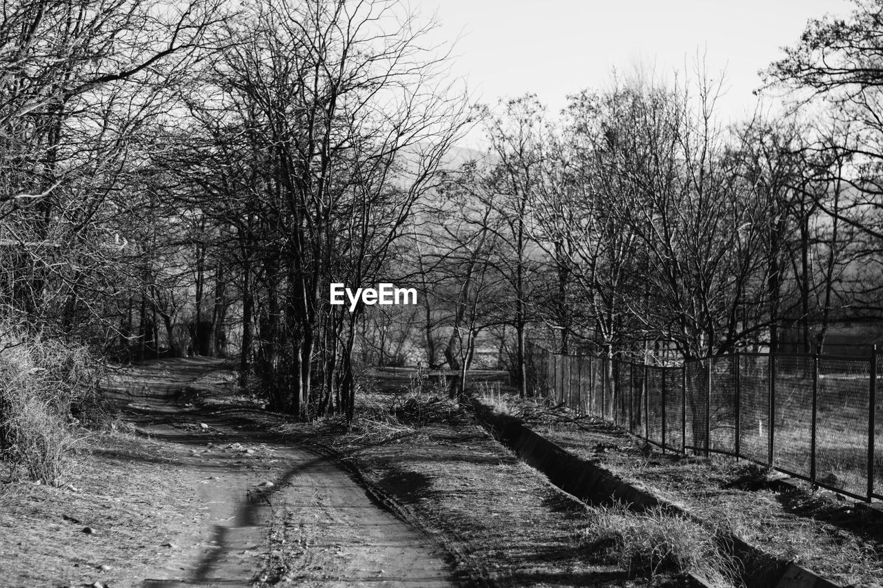 Bare trees along road in forest