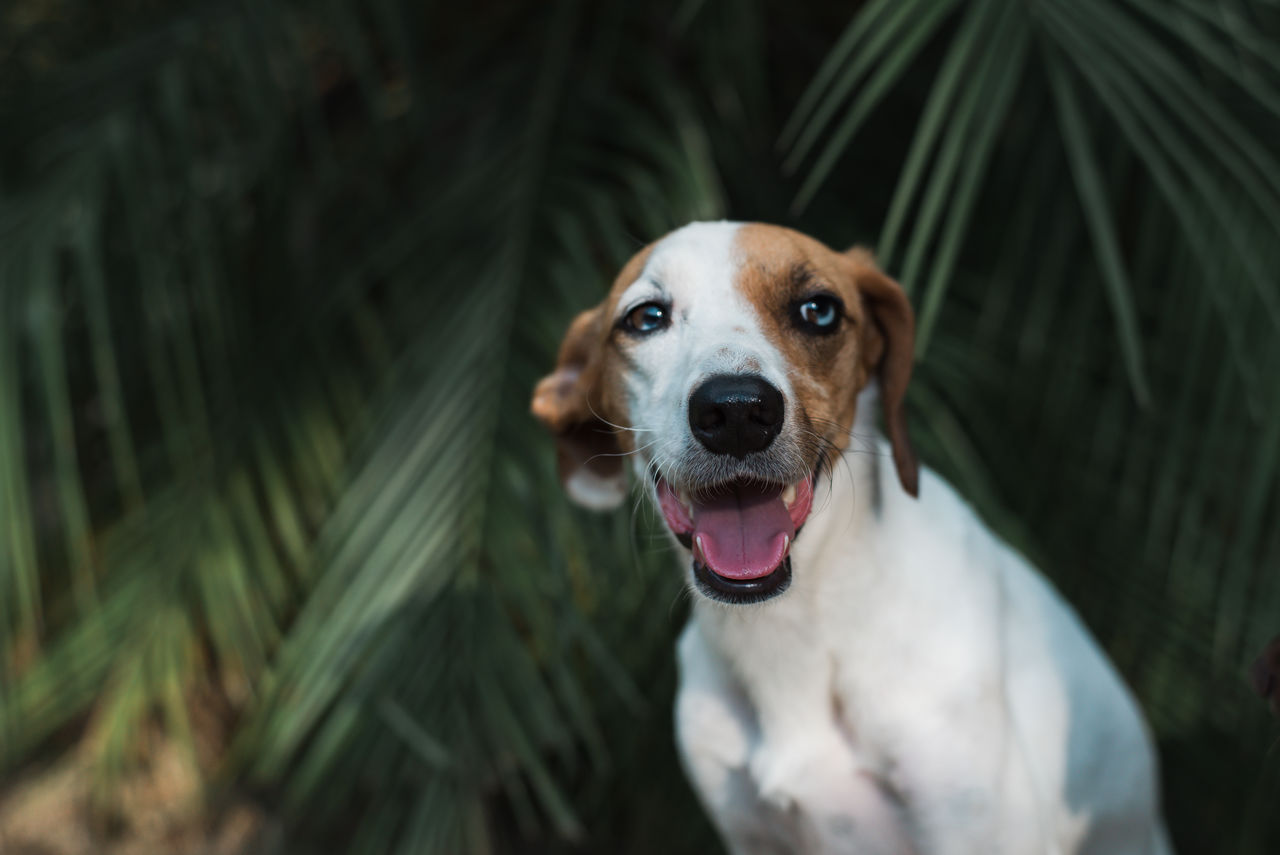 CLOSE-UP PORTRAIT OF A DOG WITH ANIMAL