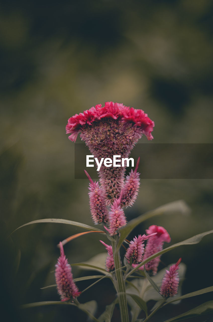 Close-up of pink flowering plant