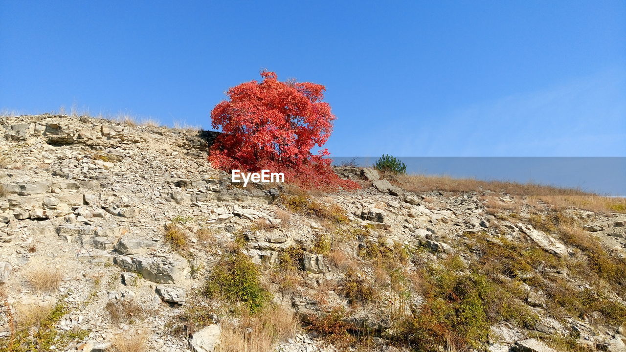 LOW ANGLE VIEW OF TREE