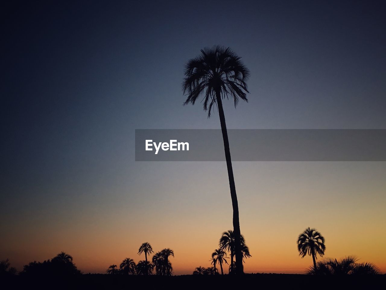 Silhouette palm trees against sky during sunset