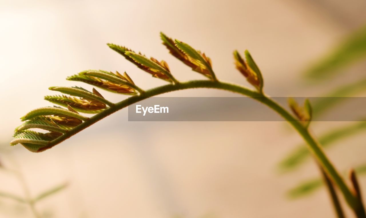 CLOSE-UP OF FRESH PLANTS