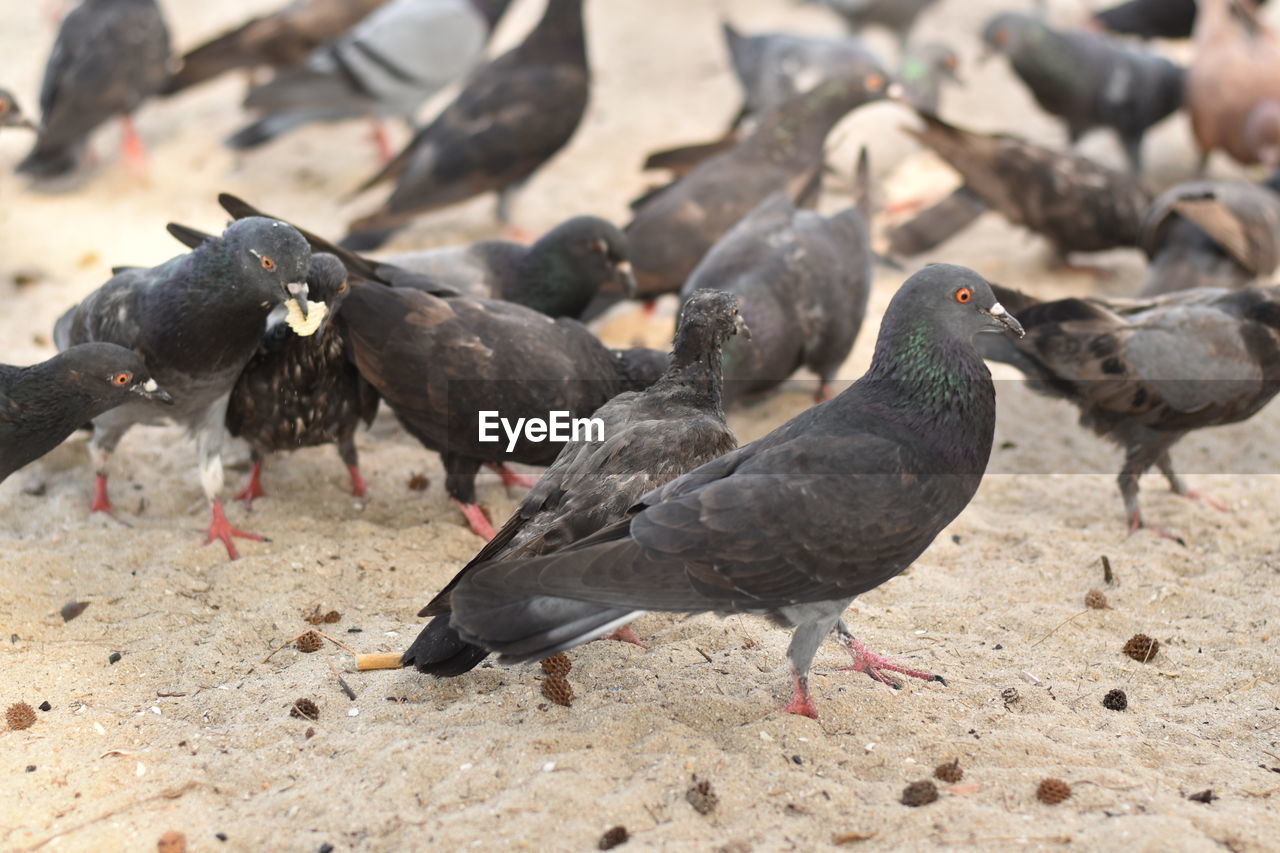 HIGH ANGLE VIEW OF PIGEONS FEEDING ON LAND