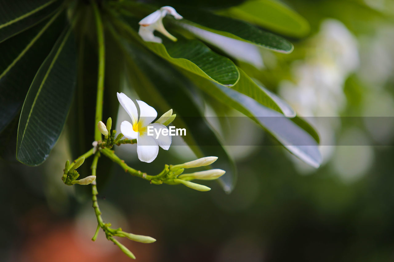 CLOSE-UP OF WHITE FLOWERING PLANT WITH FLOWER