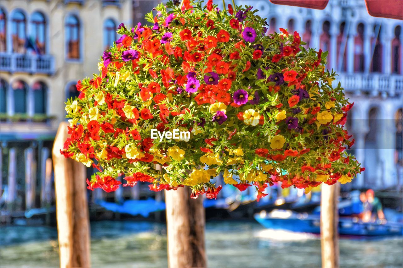 Close-up of multi colored flower plant