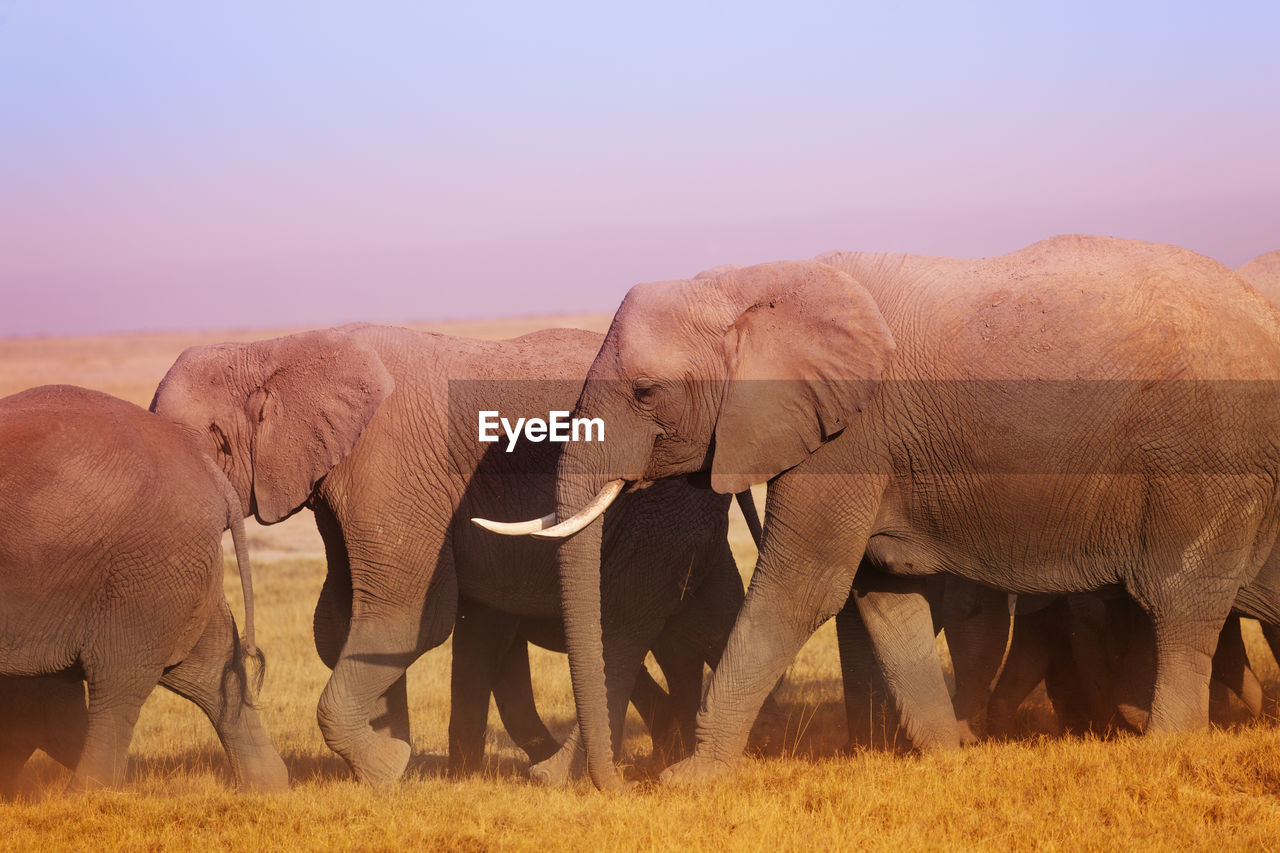 Elephants walking on field against sky