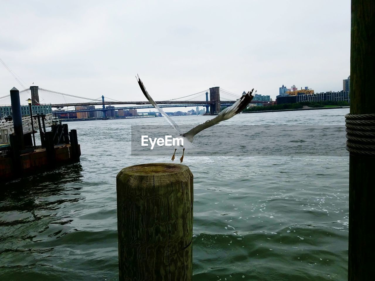 Seagull taking off from wooden post against brooklyn bridge over east river