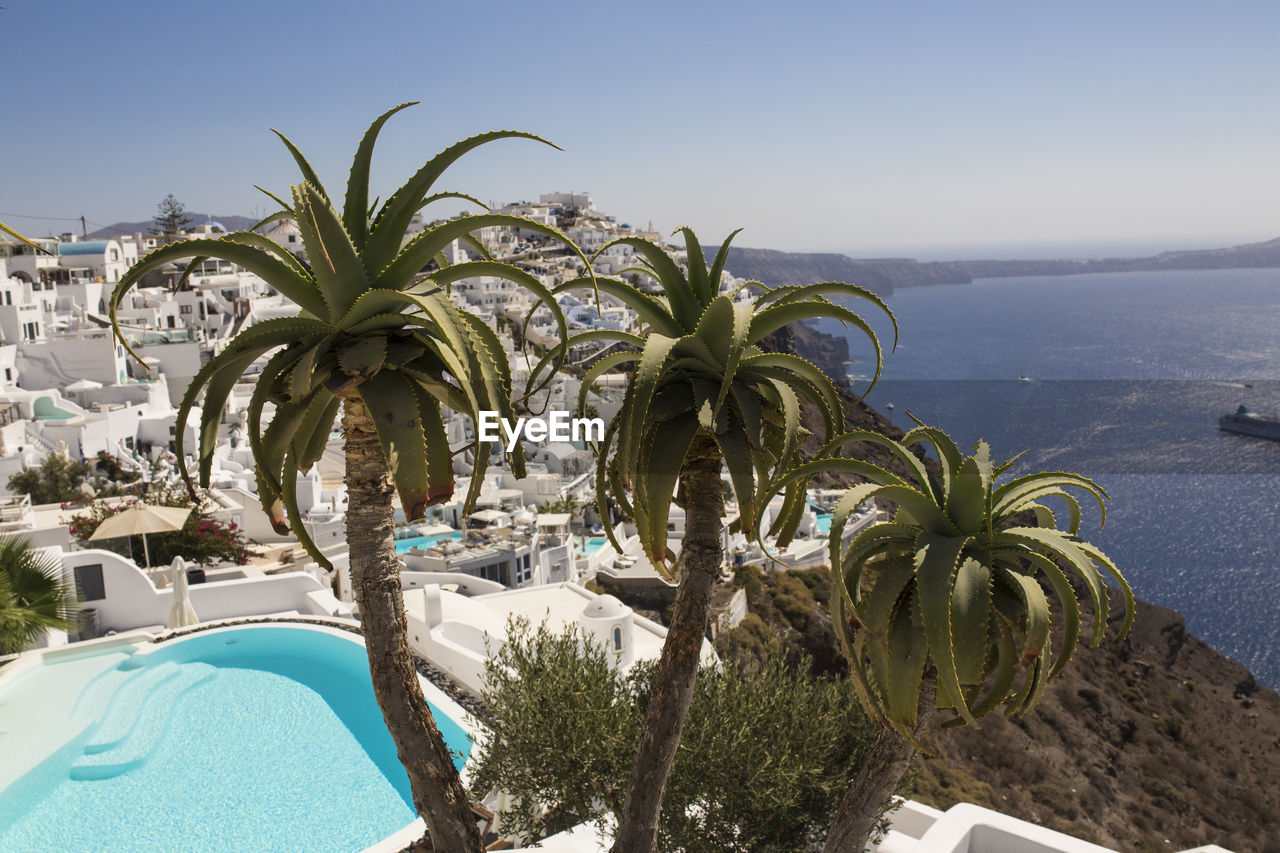 PALM TREES BY SWIMMING POOL AGAINST SEA