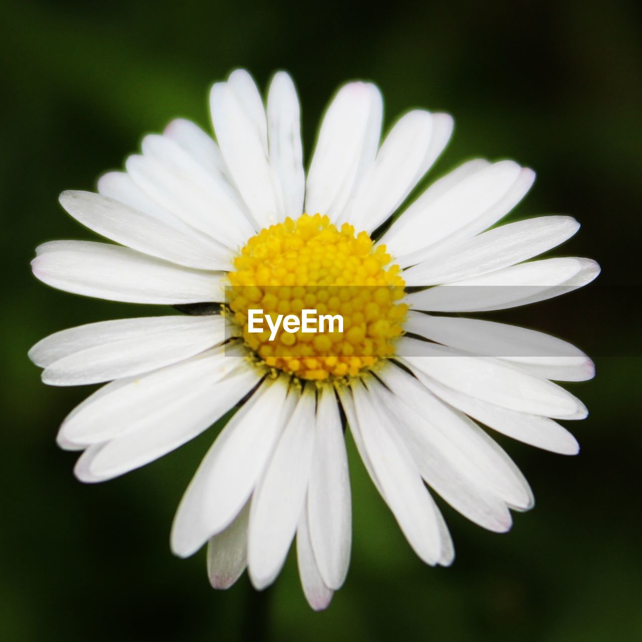 Close-up of white daisy flower