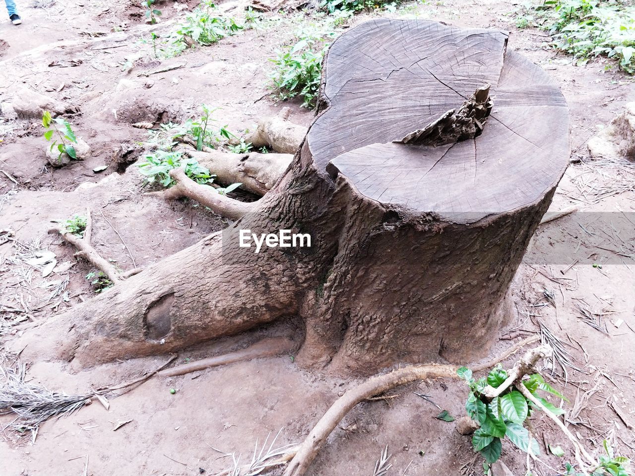 HIGH ANGLE VIEW OF SNAKE ON TREE TRUNK