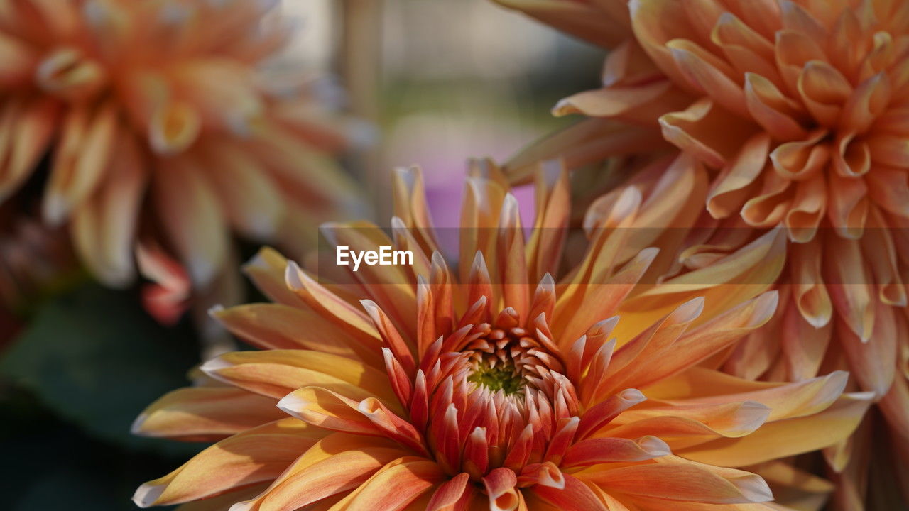 flower, flowering plant, beauty in nature, plant, freshness, petal, close-up, fragility, flower head, nature, dahlia, inflorescence, growth, macro photography, no people, yellow, focus on foreground, orange color, outdoors, day, pollen, chrysanths