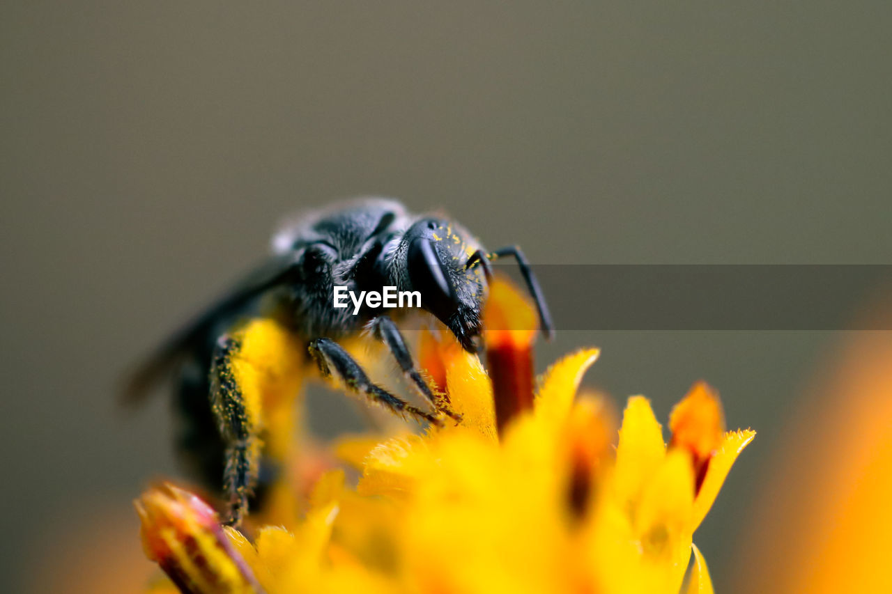 CLOSE-UP OF INSECT ON FLOWER