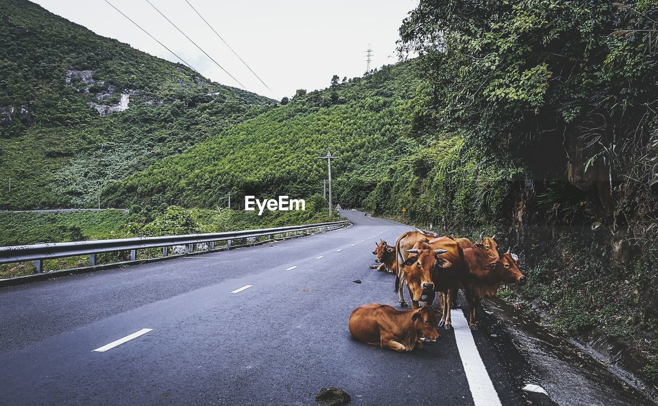 Cows on hai van pass by mountains