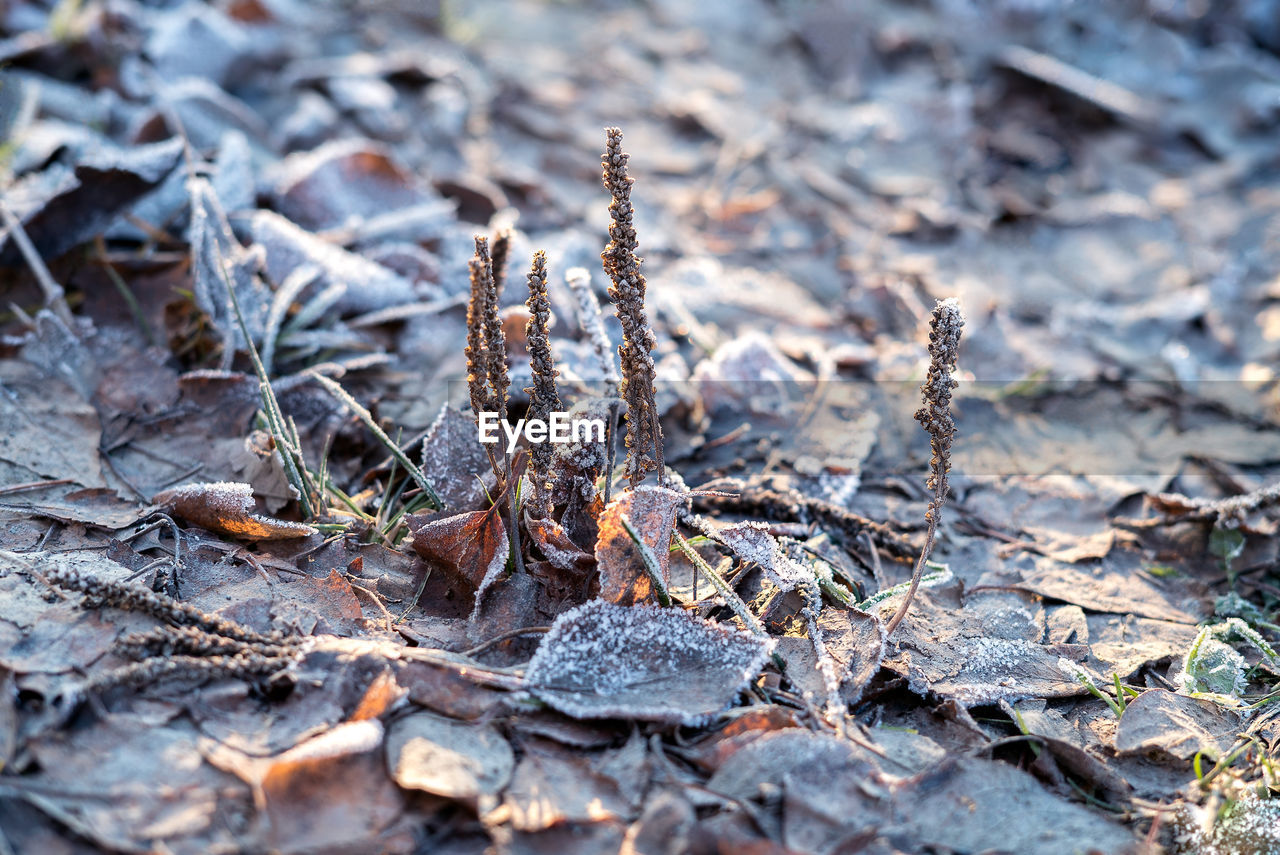 CLOSE-UP OF DRIED LEAVES ON FROZEN LAND