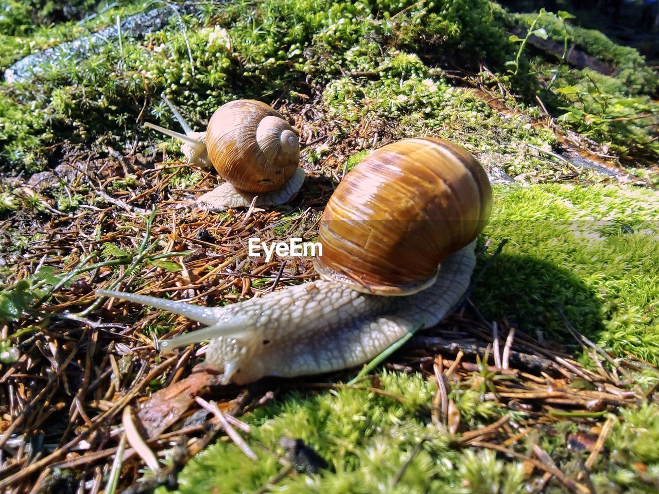 Close-up of snails on field