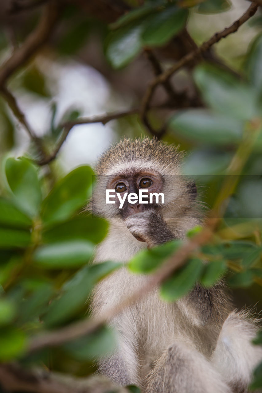 CLOSE-UP PORTRAIT OF MONKEY