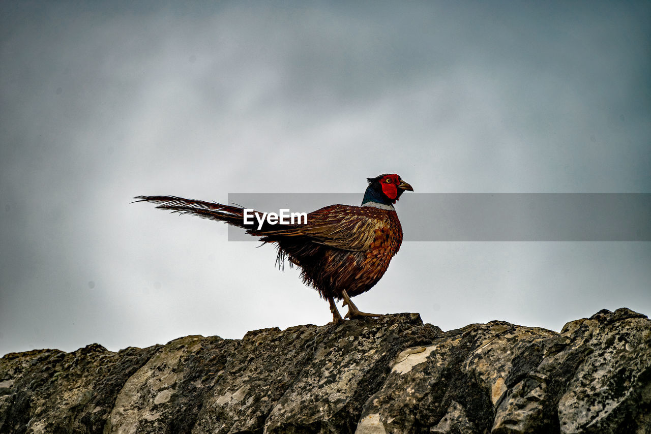 Pheasant on a stone wall in the morning