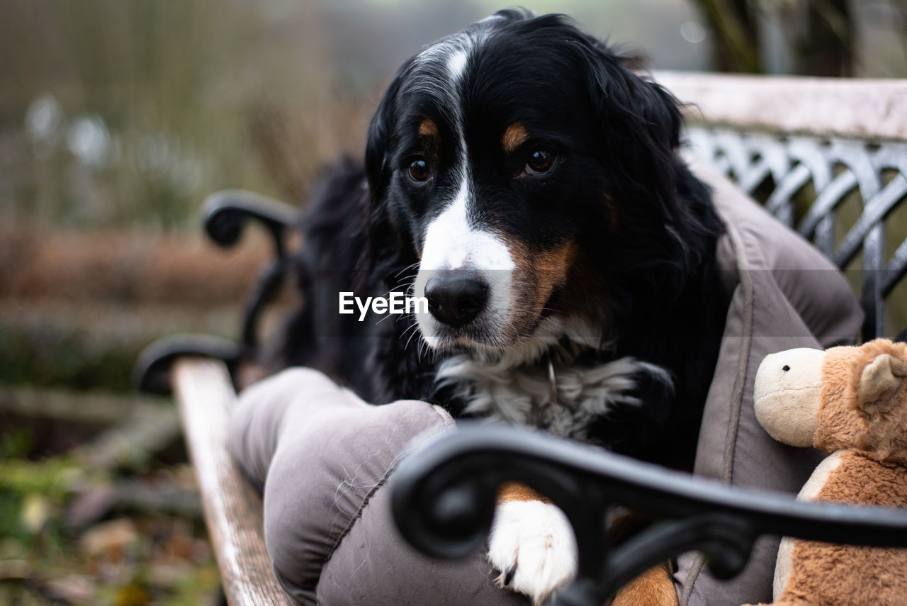 Close-up of dog looking away