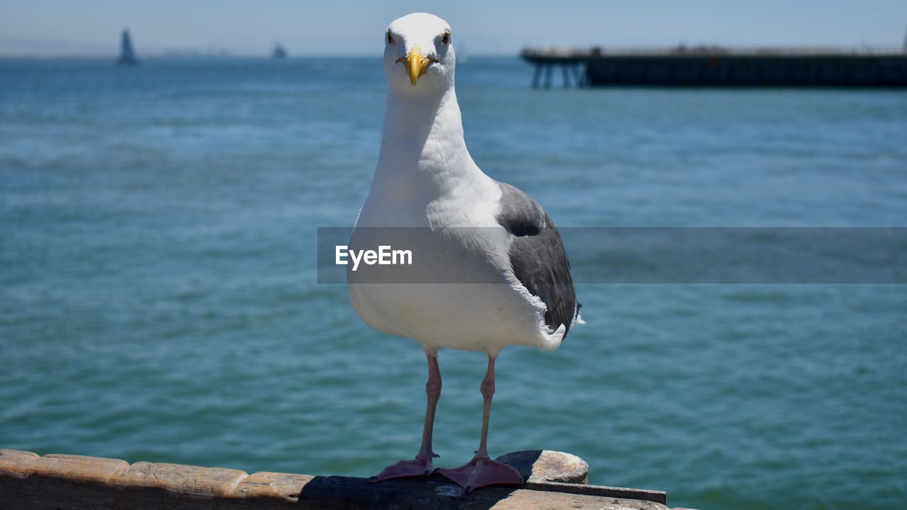 SEAGULL PERCHING ON SEA