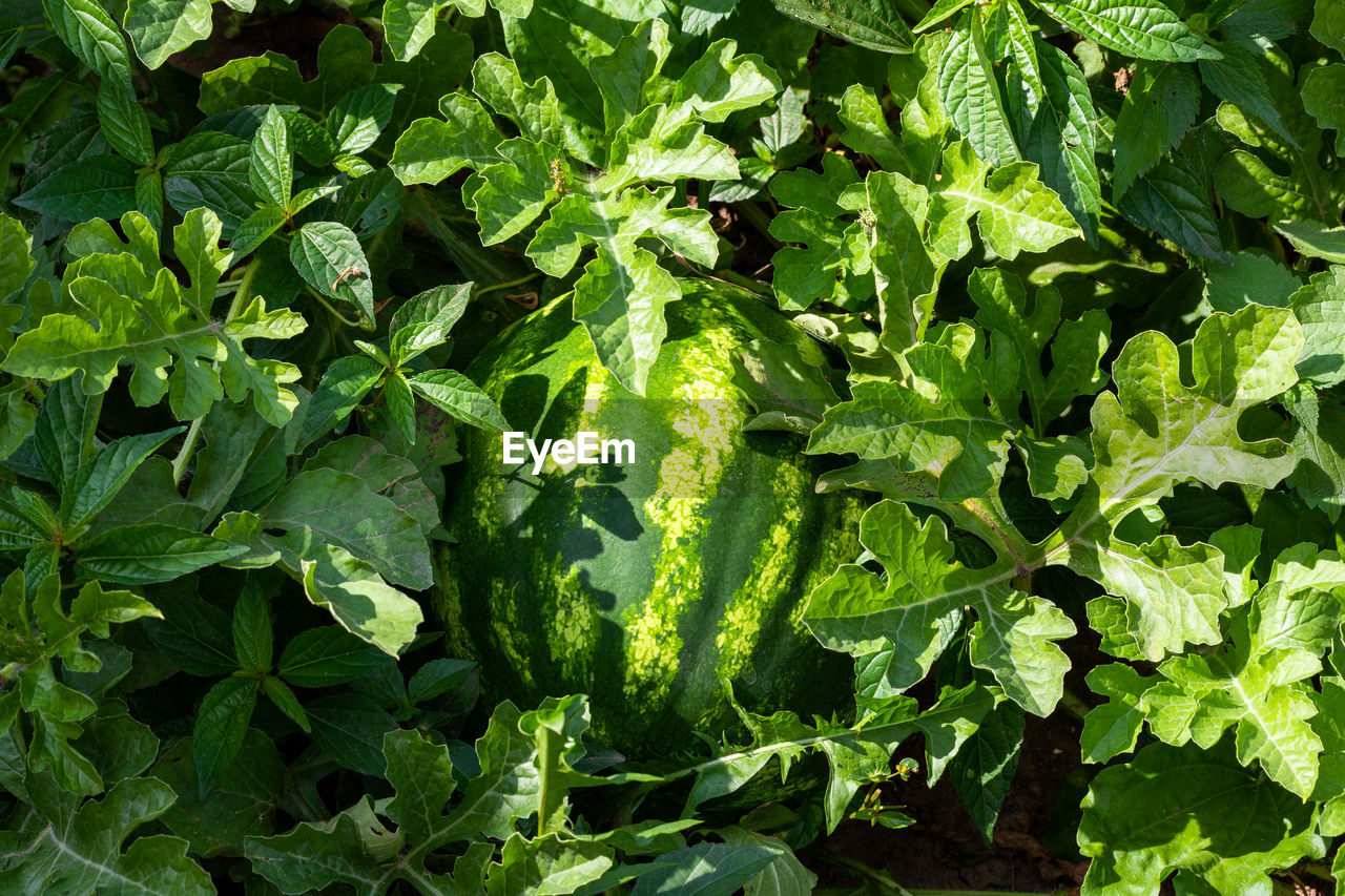 Ripe striped watermelon on a bed of green leaves top view