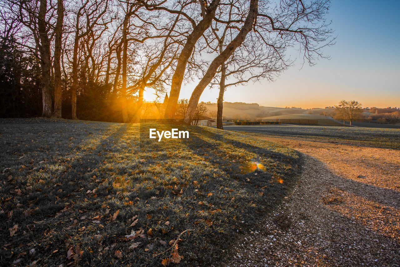 Road amidst trees on field against sky at sunset