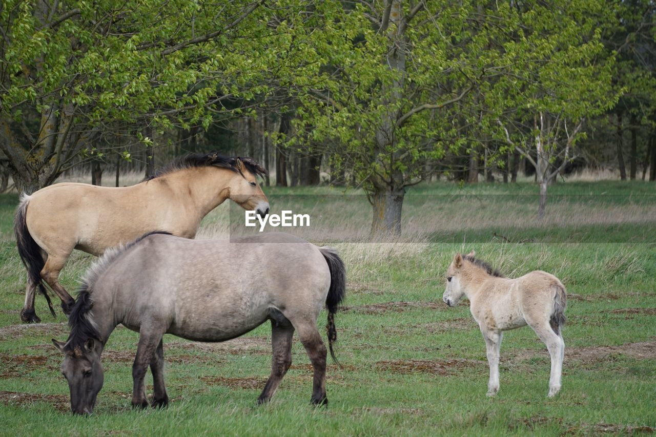 HORSES IN A FOREST