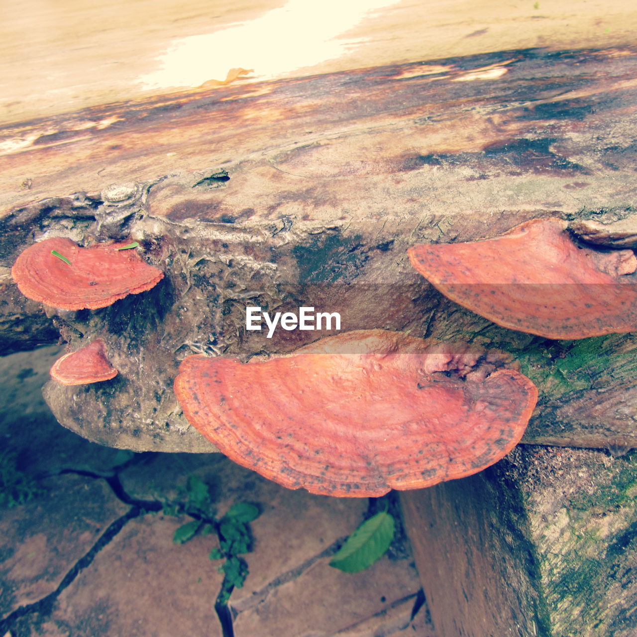 HIGH ANGLE VIEW OF MUSHROOMS ON WOOD