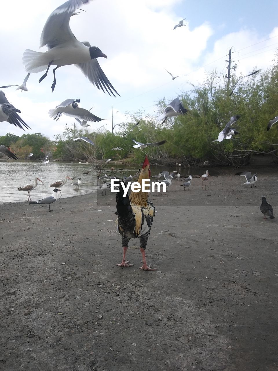 BIRDS PERCHING ON RIVERBANK