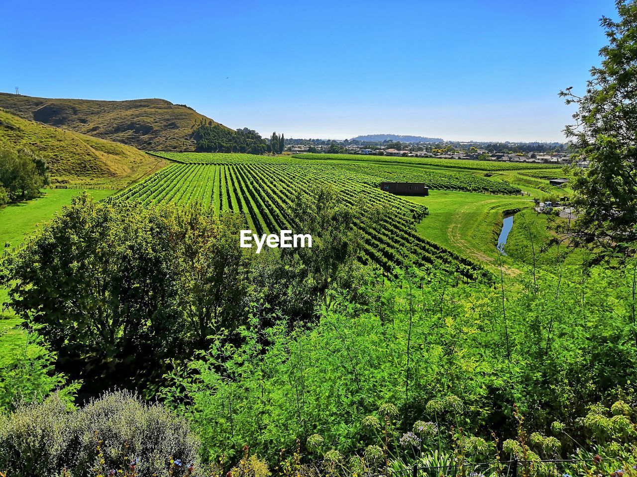 SCENIC VIEW OF AGRICULTURAL FIELD