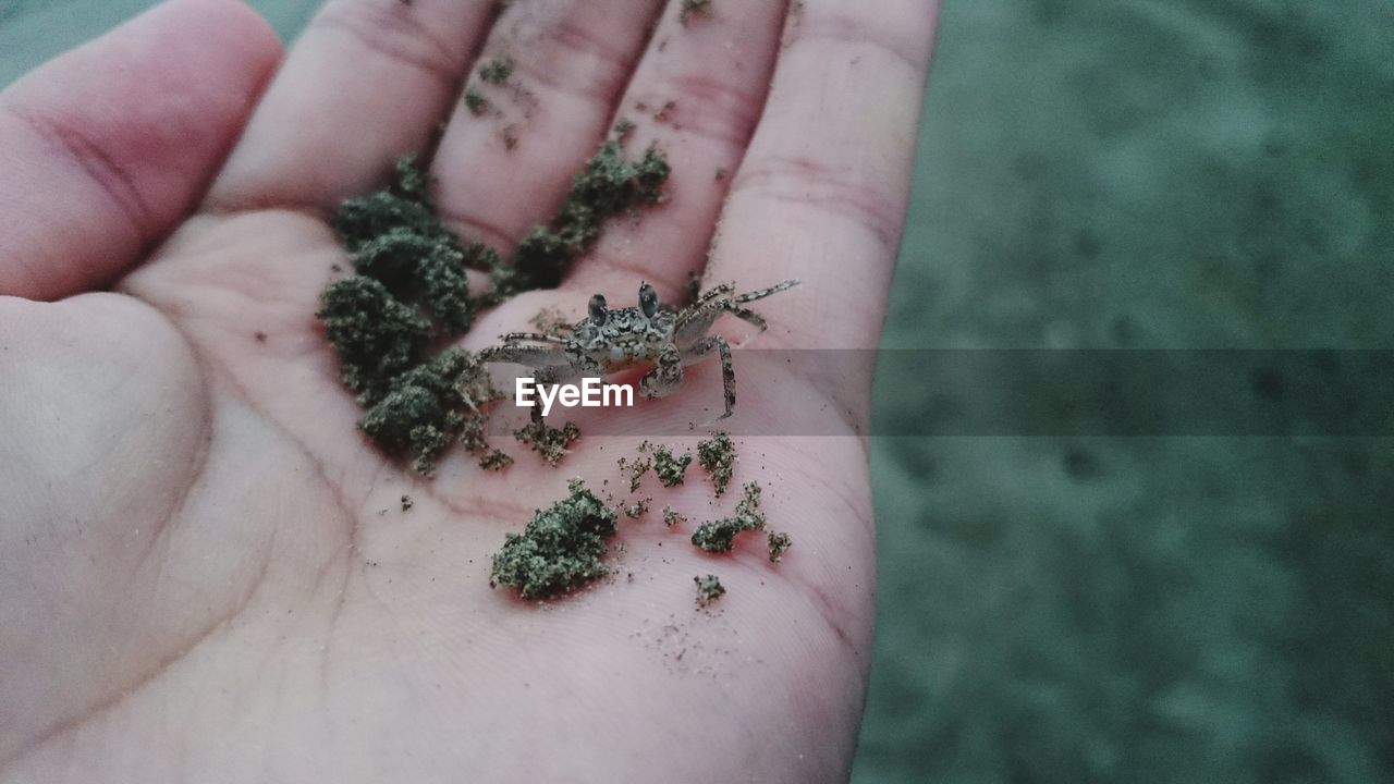 Close-up of human hand holding tiny crab with sand at beach