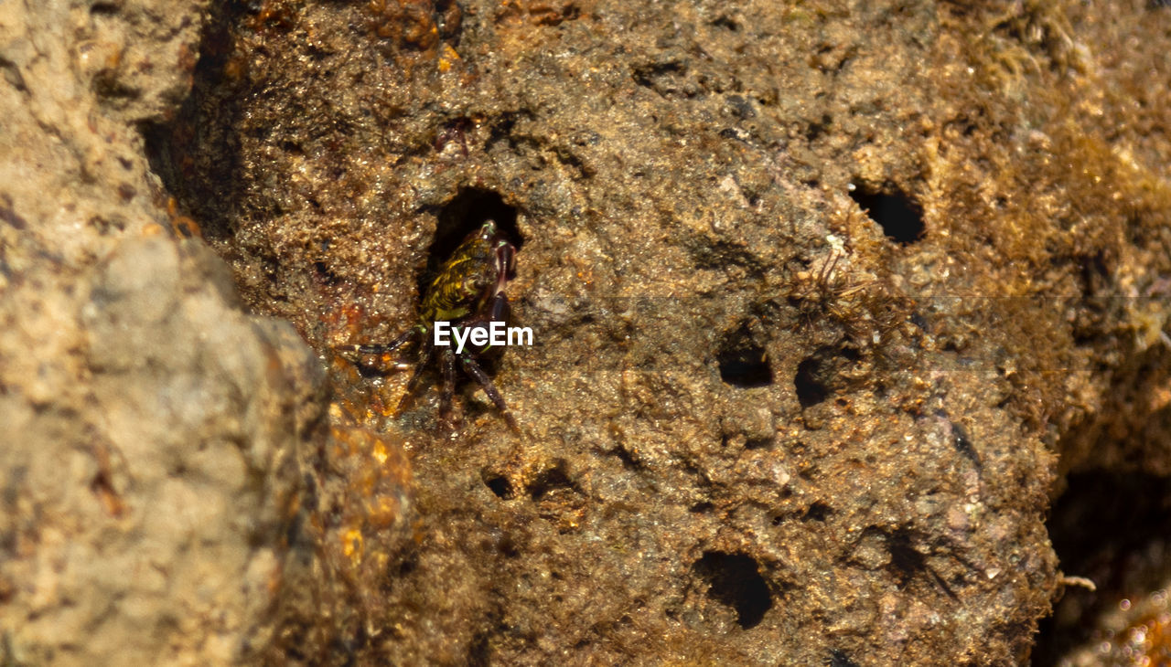 CLOSE-UP OF A LIZARD ON A ROCK