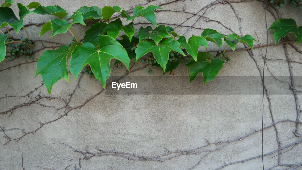 CLOSE-UP OF GREEN LEAVES ON WALL