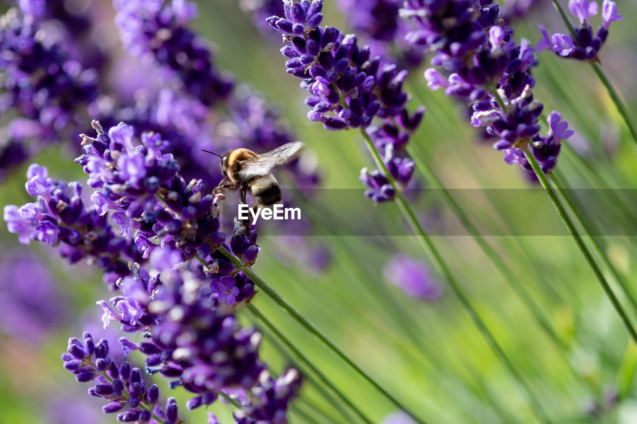 CLOSE-UP OF BEE POLLINATING ON PURPLE FLOWERING PLANTS