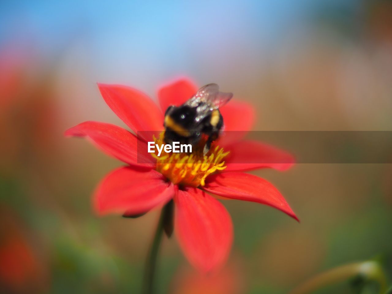 CLOSE-UP OF HONEY BEE POLLINATING ON RED FLOWER