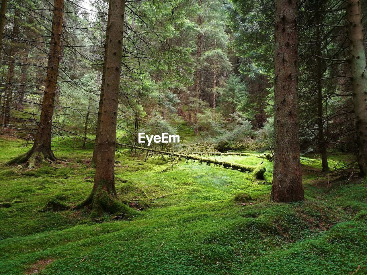 Trees growing in forest