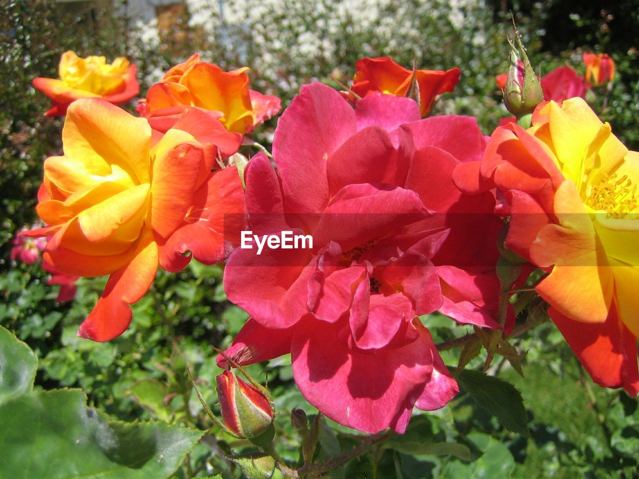 CLOSE-UP OF PINK FLOWER BLOOMING OUTDOORS