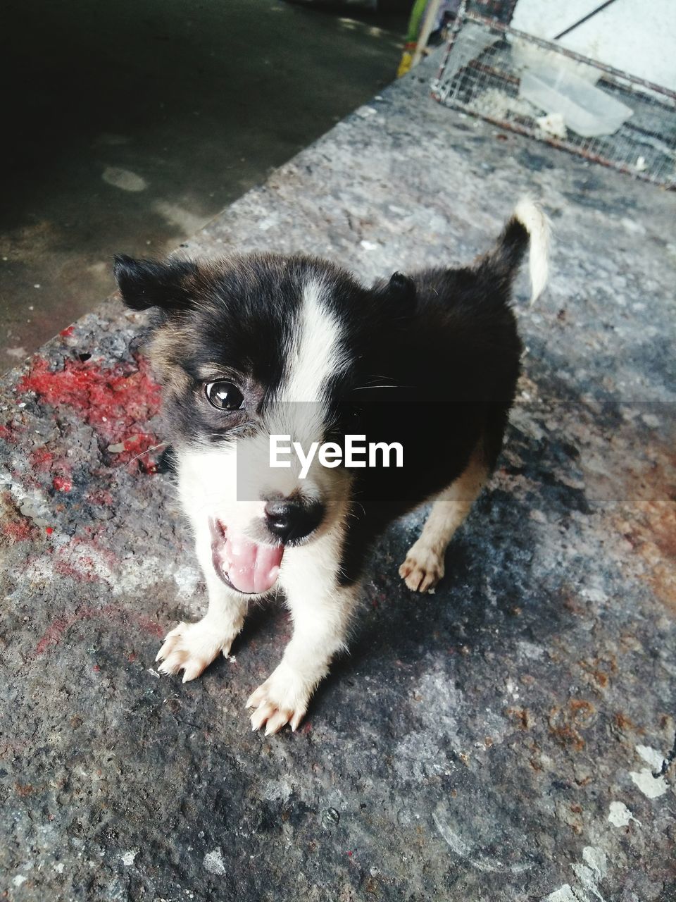 HIGH ANGLE VIEW PORTRAIT OF DOG