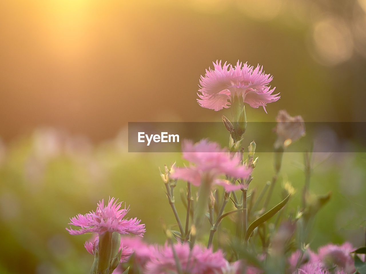 Close-up of pink flowering plants on field