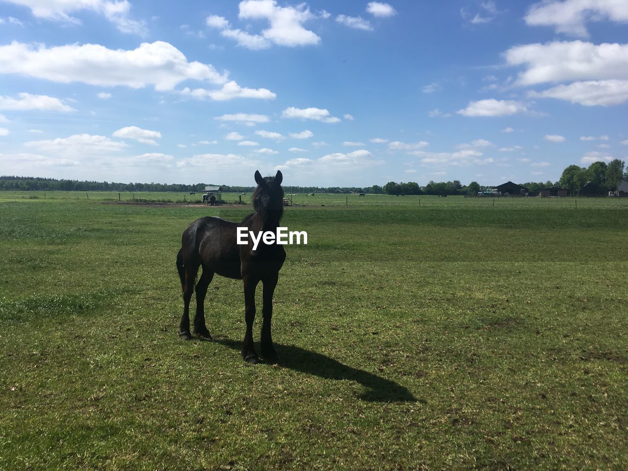 HORSE IN FIELD AGAINST SKY