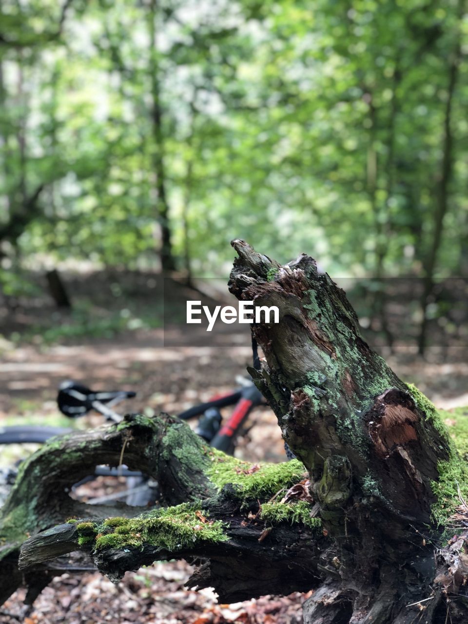 CLOSE-UP OF TREE TRUNK ON WOOD