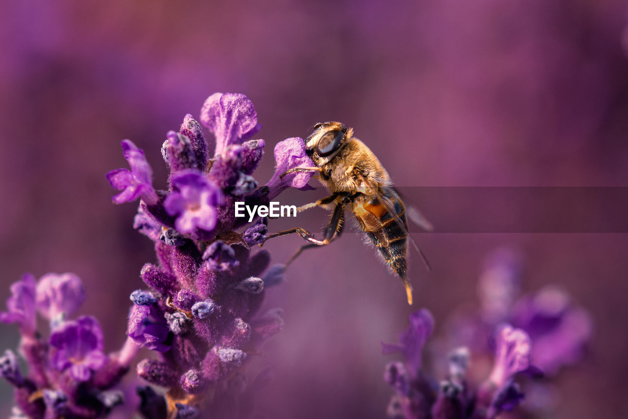 CLOSE-UP OF BEE ON PURPLE FLOWER