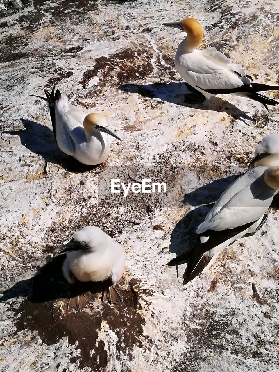 HIGH ANGLE VIEW OF SEAGULLS ON BEACH