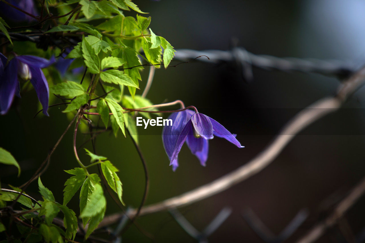 plant, nature, flower, flowering plant, leaf, beauty in nature, green, macro photography, purple, plant part, freshness, growth, close-up, branch, no people, outdoors, focus on foreground, petal, fragility, tree, springtime, blue, plant stem, botany, flower head, sunlight, fence