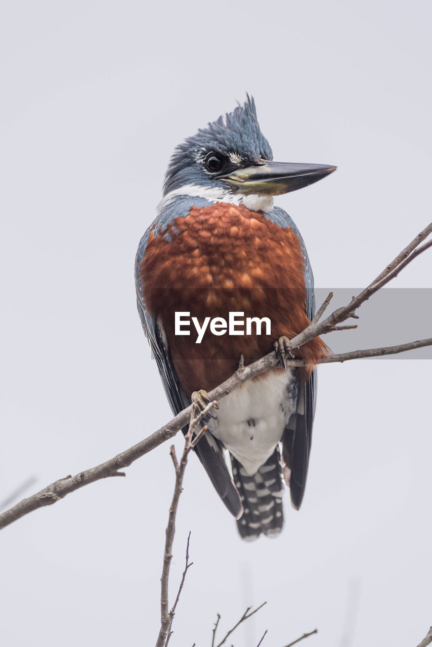 Low angle view of ringed kingfisher perching on twig against clear sky