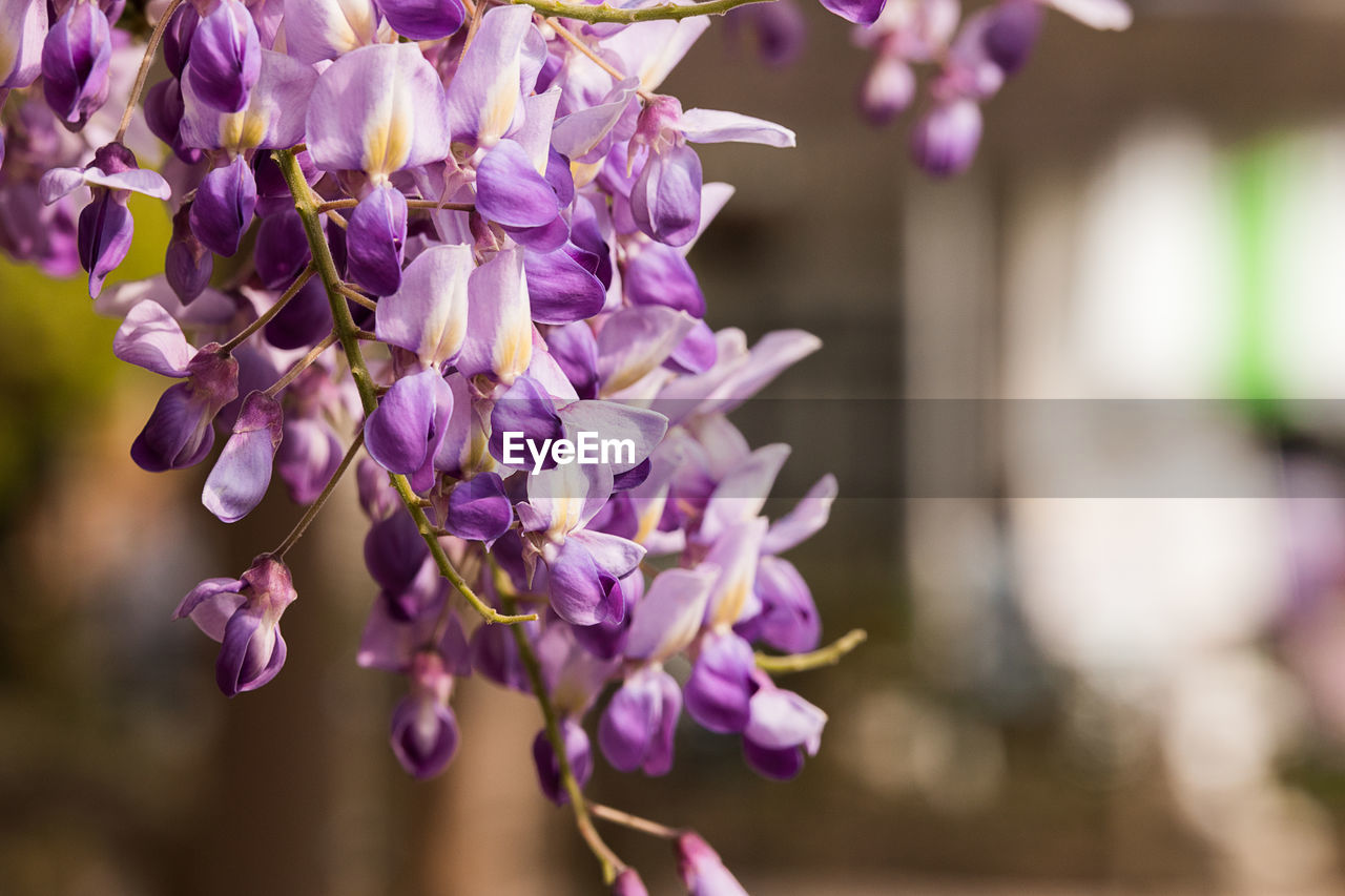 Close-up of purple flowering plant