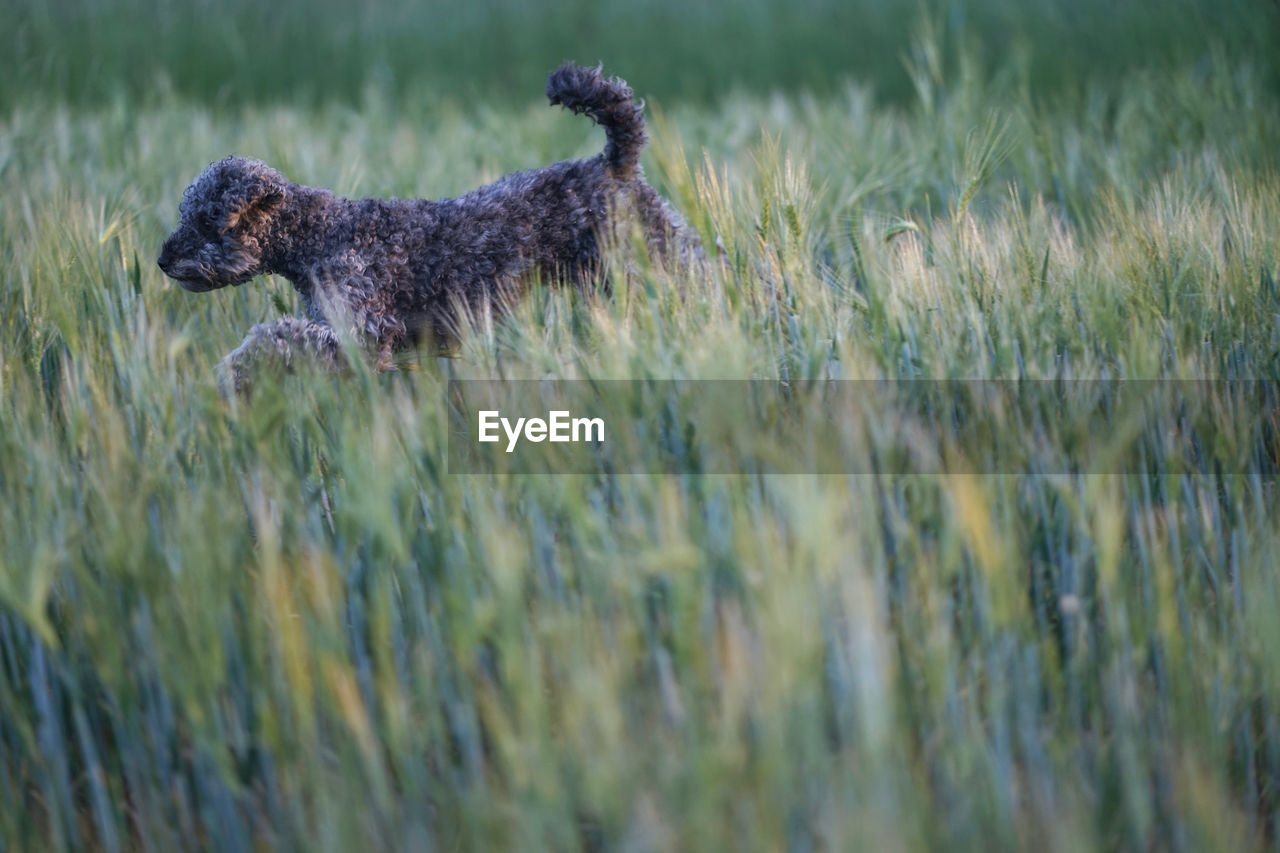 Cute 1 year old grey colored silver poodle dog jumping happily through a corn field at sunset