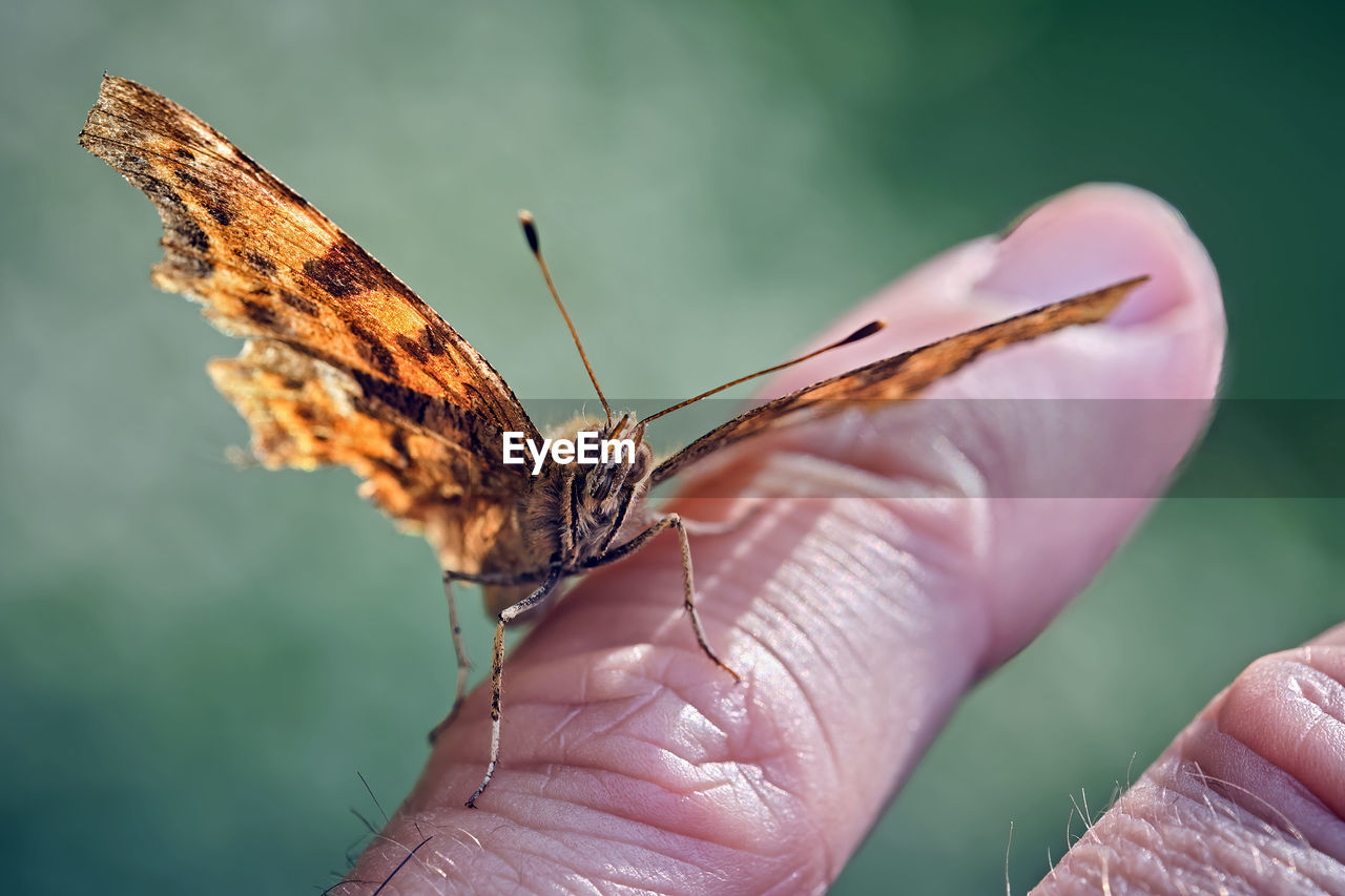 CLOSE-UP OF BUTTERFLY ON HAND HOLDING A LEAF