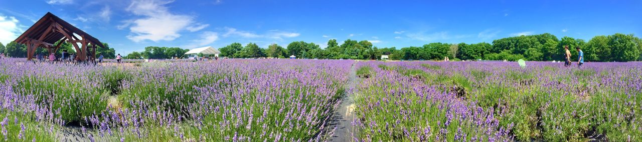 Panoramic view of flowering trees on field against sky