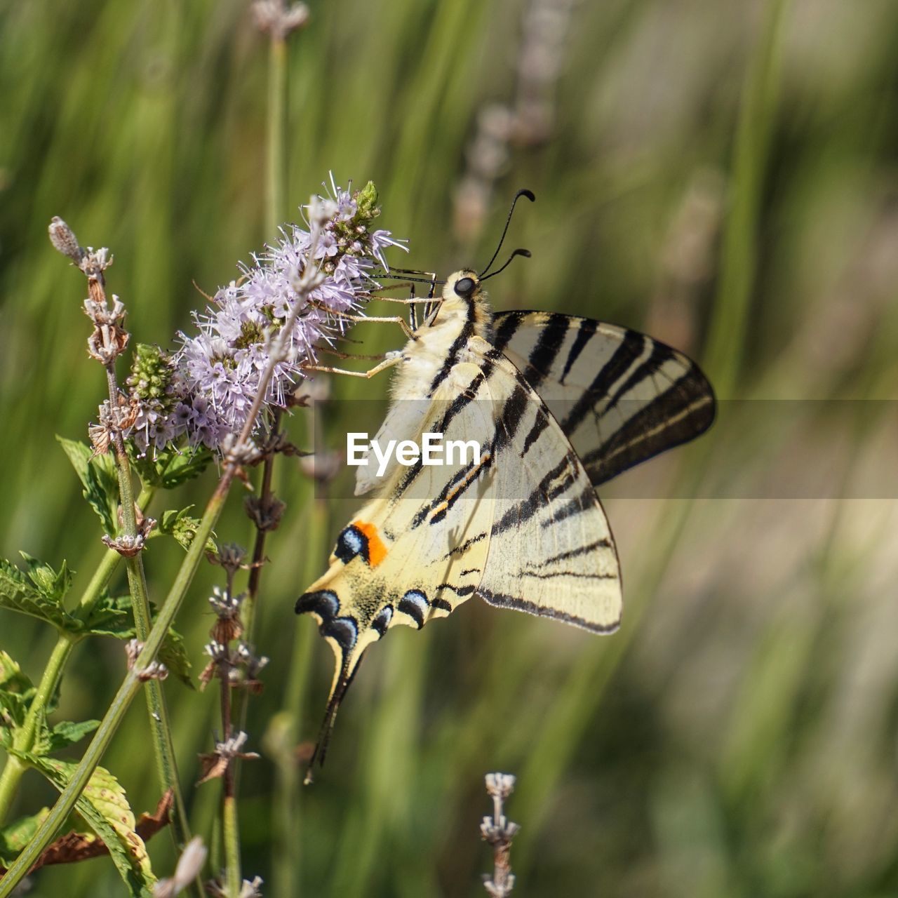 Close-up of butterfly pollinating on purple flower